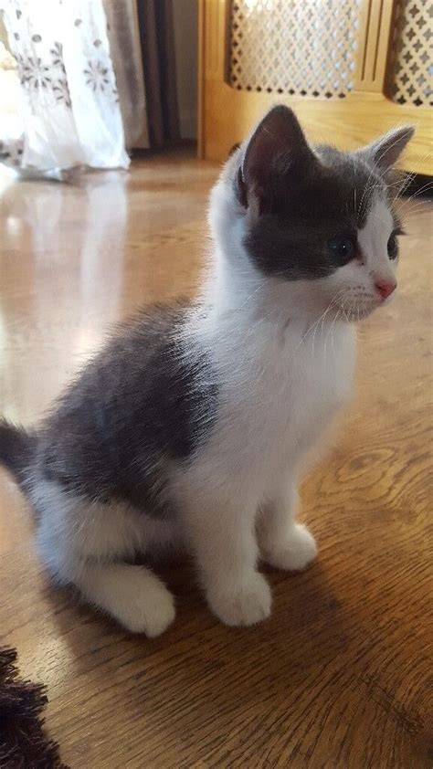 Cute Male Grey And White Kitten Ready For A New Home In Paddington