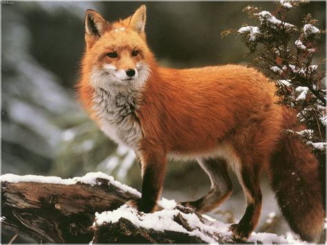 Red Foxes Wallpapers Animals Library