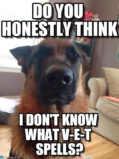German Shepherds Are Not Only Smarttheyre Also Know