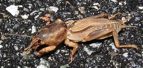 Scapteriscus Vicinus Tawny Mole Cricket Male Osceola Nat Flickr