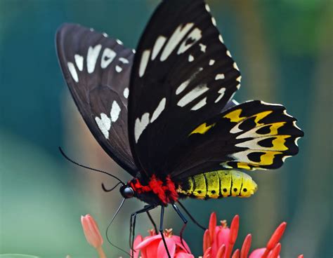5 Exotic Butterfly Species From Around The World