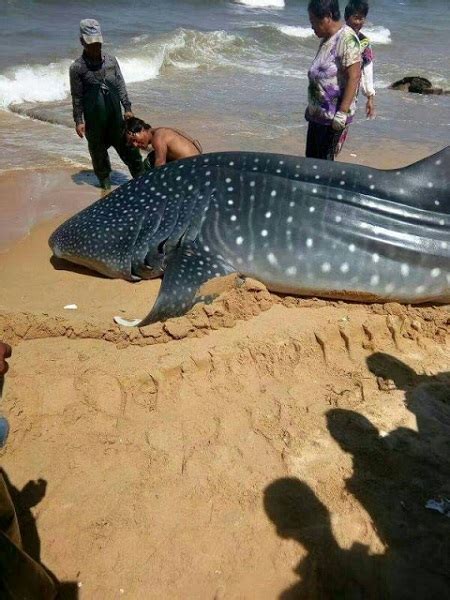 Unbelievable See The Massive Whale Shark Found Dead In Chinese Coastal