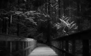 Forest Bridge Trees Monochrome Hd Wallpapers Desktop And Mobile