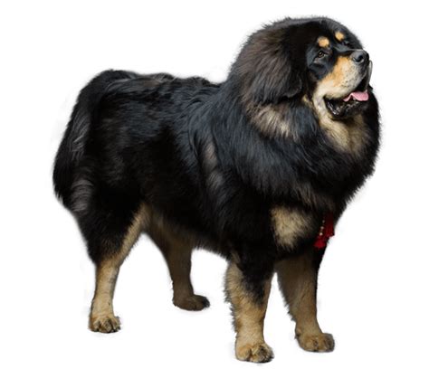 Tibetan Mastiff Dog Breed Facts And Information Wag Dog Walking