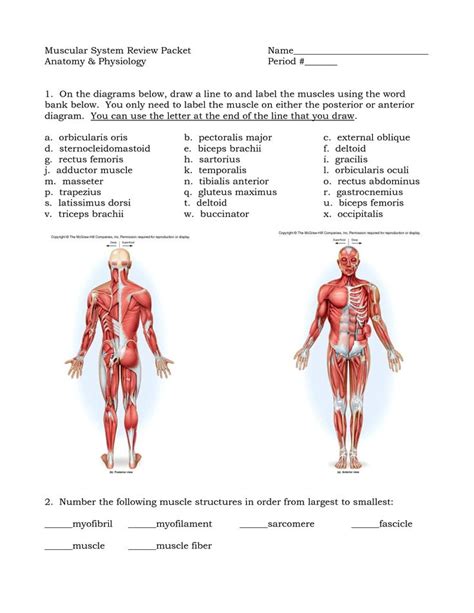 Advertisements help pay for this website. Muscle Diagram Blank . Muscle Diagram Blank 40 Elegant ...