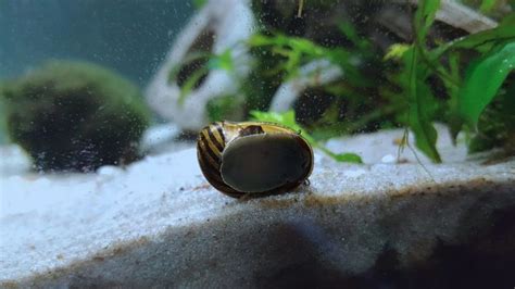 Nerite Snail Care Types Breeding Eggs Lifespan
