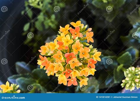 Group Of Small Yellow And Orange Flowers Stock Image Image Of Bright