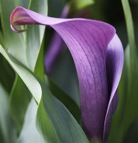 Calla Lily In Purple Ombre Shower Curtain For Sale By Rona Black
