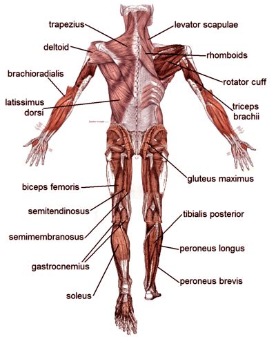 Correct alignment of the human body in a sitting position for a good personality and healthy spine and bones. Muscle Diagrams of Major Muscles Exercised in Weight Training - MotleyHealth®