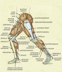 Lateral View Of A Pair Of Legs