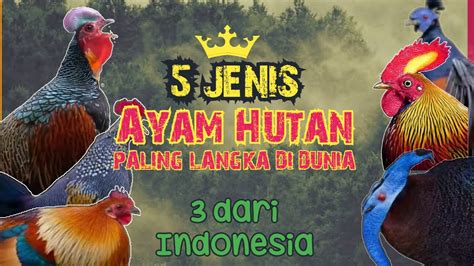 5 Jenis Ayam Hutan Yang Ada Di Dunia 3 Ada Di Indonesia Super Langka Youtube