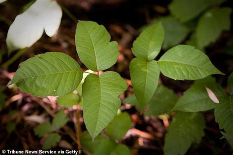 Climate Change Is Making Poison Ivy Itchier And Could Make It Grow 150