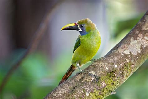 Costa Ricas Most Beautiful Birds Worldatlas