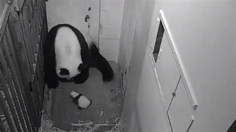 On The Move National Zoo Captures Adorable Video Of Panda Cub On The