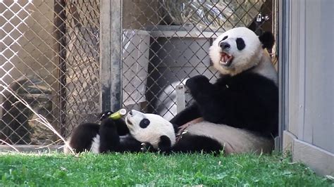 Giant Panda Cub Bei Bei Eating Bamboo Shoots With Mom Youtube