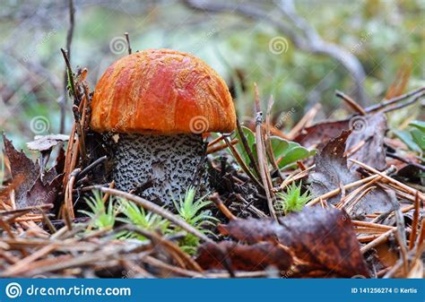 King Boletus Mushroom With Red Cape In The Forest Close Up Surrounded