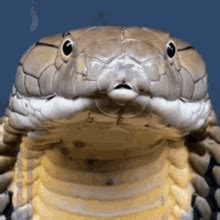 Snake GIF Snake Discover Share GIFs