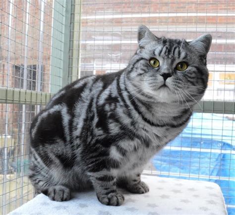 Our Boy Tigatails British Shorthair Silver Tabbiesspotteds British