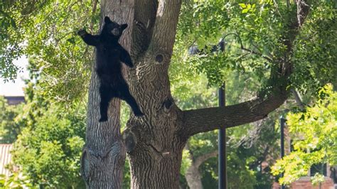Tranquillized Bears Fall From Tree Caught On Camera Trending Cbc News