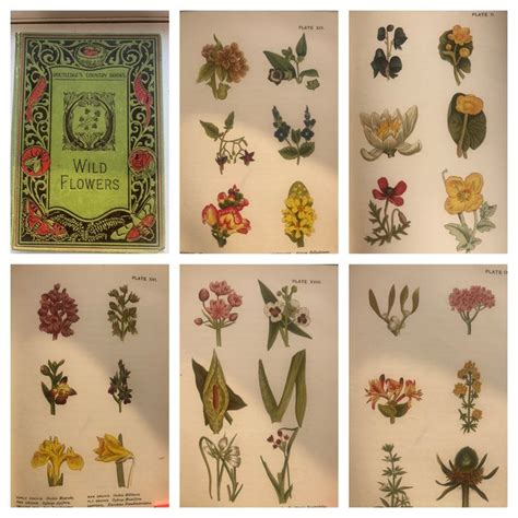 Phoebe Lankester Wild Flowers Worth Notice 18 Coloured Catawiki