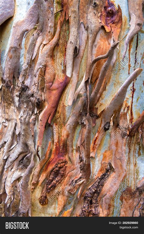 Eucalyptus Tree Bark Image And Photo Free Trial Bigstock