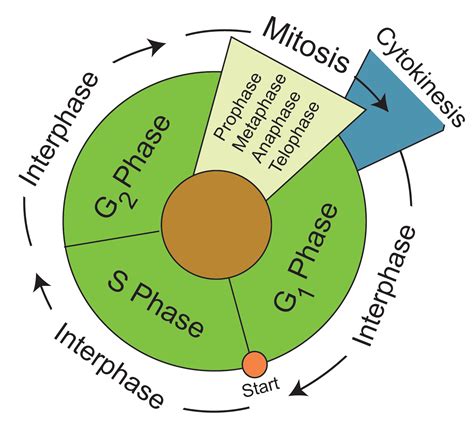 Cell Cycle Phases Diagram Types And Comparison