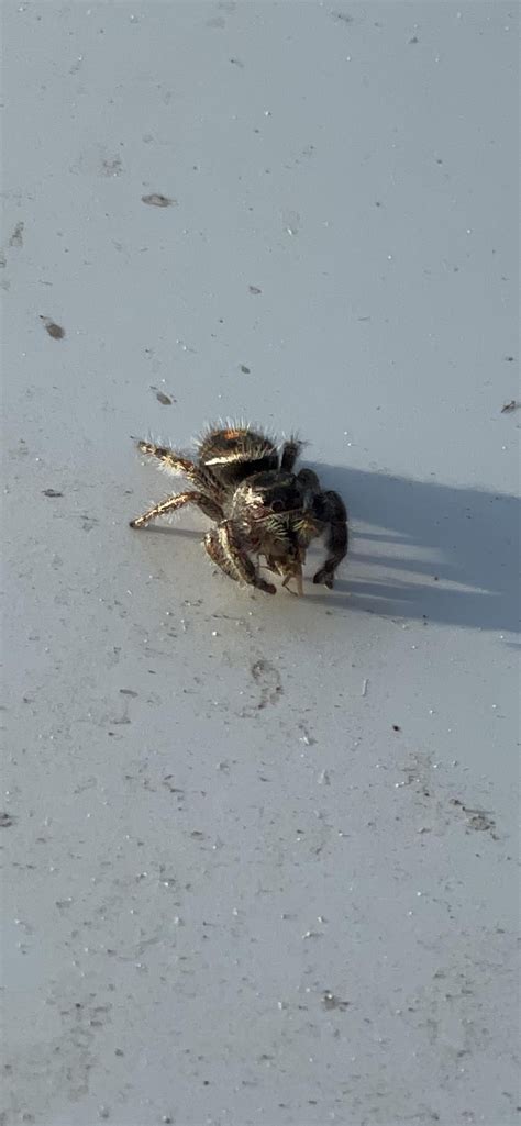 Bold Jumping Spider In Oregon Rspiders