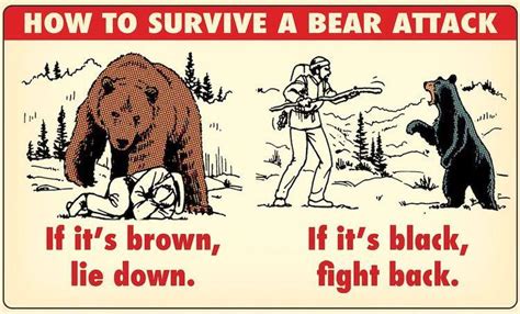 How To Deal With Bears R Coolguides