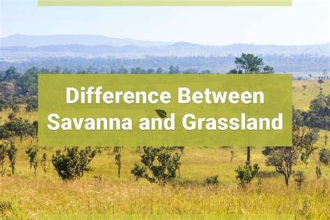 What Distinguishes The Savanna And Grassland Biomes