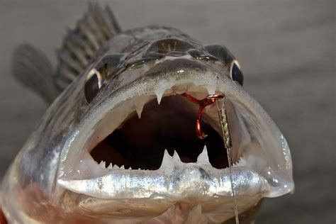 Offset haken werden für die verschiedensten finesse rigs benötigt. Gummifisch & Stinger | Gummifische, Raubfische, Fische angeln