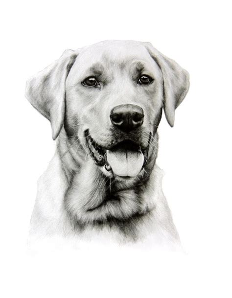 North Highlands Art Dog Pencil Drawing Dog Paintings Labrador
