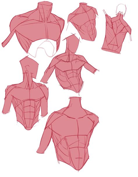 I Just Started Practicing On How The Draw The Male Torso Started With