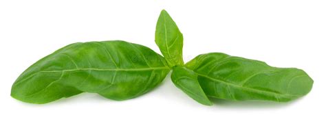 Fresh Green Basil Herb Leaves Isolated On White Background Stock Photo