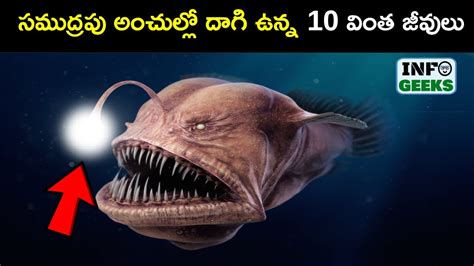 10 Amazing Deep Sea Creatures That You Didnt Know Existed Youtube