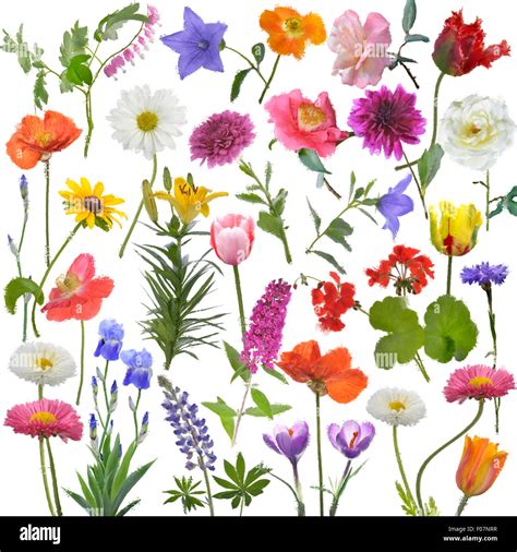 Flower Digital Art Illustrations Andria Kressler