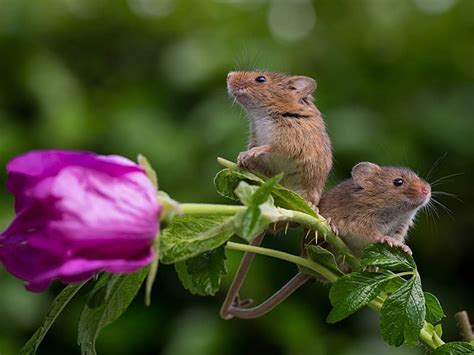 Cute Mice On A Rose Cute Two Rose Mice Hd Wallpaper Peakpx