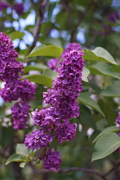 Spring Lilac Flowers Is Deep Purple Stock Image Image Of Center