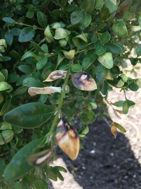 Boxwood Blight Verses Volutella Blight Symptoms Causes And Treatment