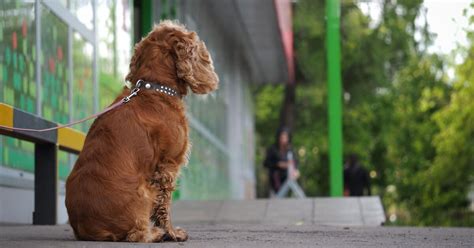 Una Misteriosa Multa En Vigo Por Atar Un Perro En Una Farmacia Agita Las Redes Sociales