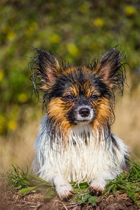 Free Images Nature Sweet Wet Puppy Cute Moss Pet Vertebrate