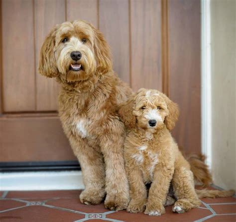 How to groom a labradoodle. Labradoodle Grooming Guide | Spring Creek Labradoodles