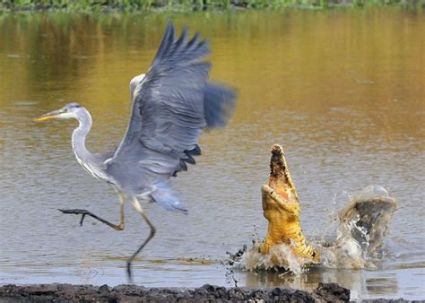 Stunning Entries Into The 2013 National Geographic Photo Contest 38