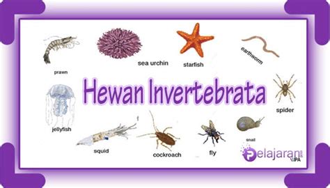 Karakteristik Dan Contoh Hewan Invertebrata Fhbd