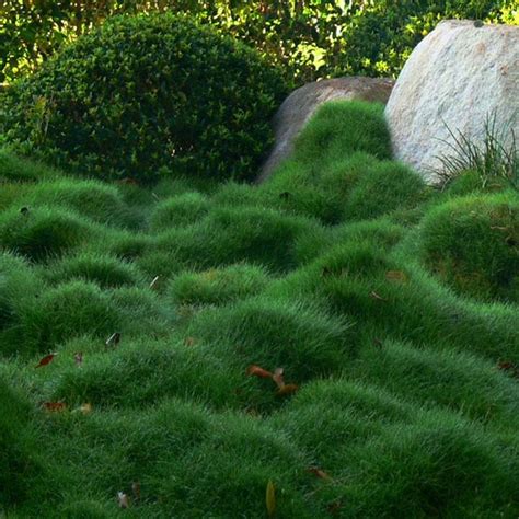 Thinking Outside The Boxwood Korean Velvet Grass Zoysia Grass Lawn