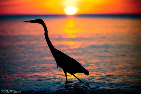 Sunrise And Sunset Photos Capture Stunning Wildlife Silhouettes The