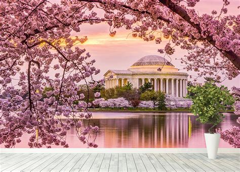Tidal Basin And Jefferson Memorial Cherry Blossom Season Wall Mural