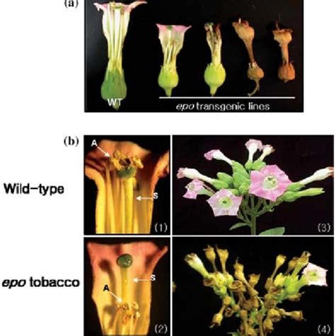 Morphological Alterations In Transgenic Tobacco Expressing Epo A Download Scientific Diagram