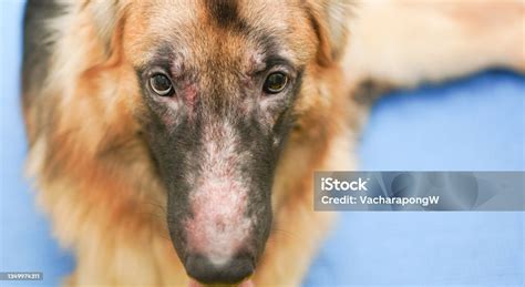 German Shepherd Dog Face With Allergic Rhinitis Dermatitis Skin Problem