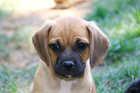 Available Puggle Puppies Puggle Puppies