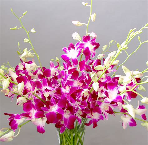 Orchid Flowers A Close Up Orchidaceous Orchid Blog
